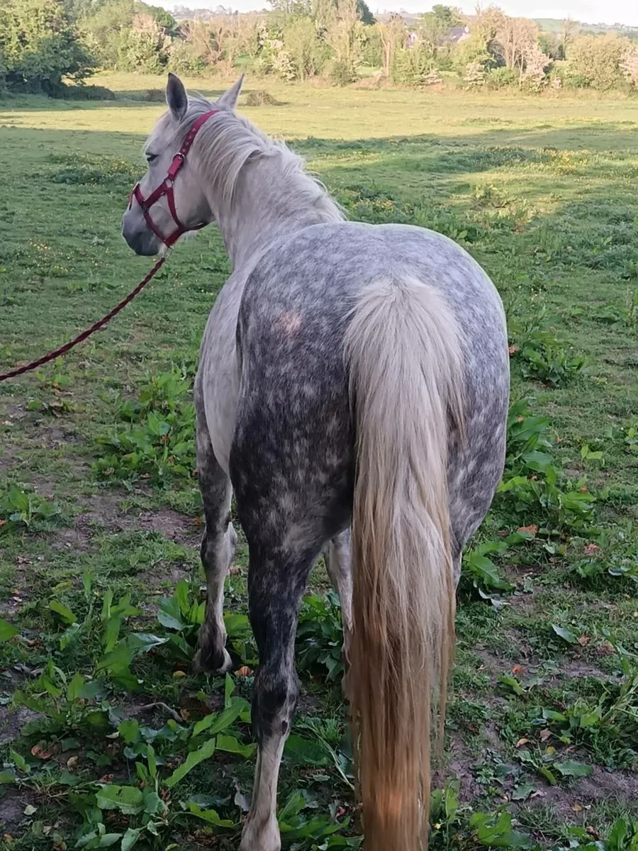 Brood mare - Image 4