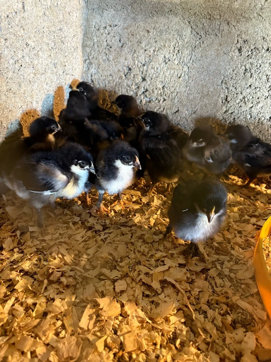 Black Copper maran chicks/Black Orpington/Ducks - Image 1