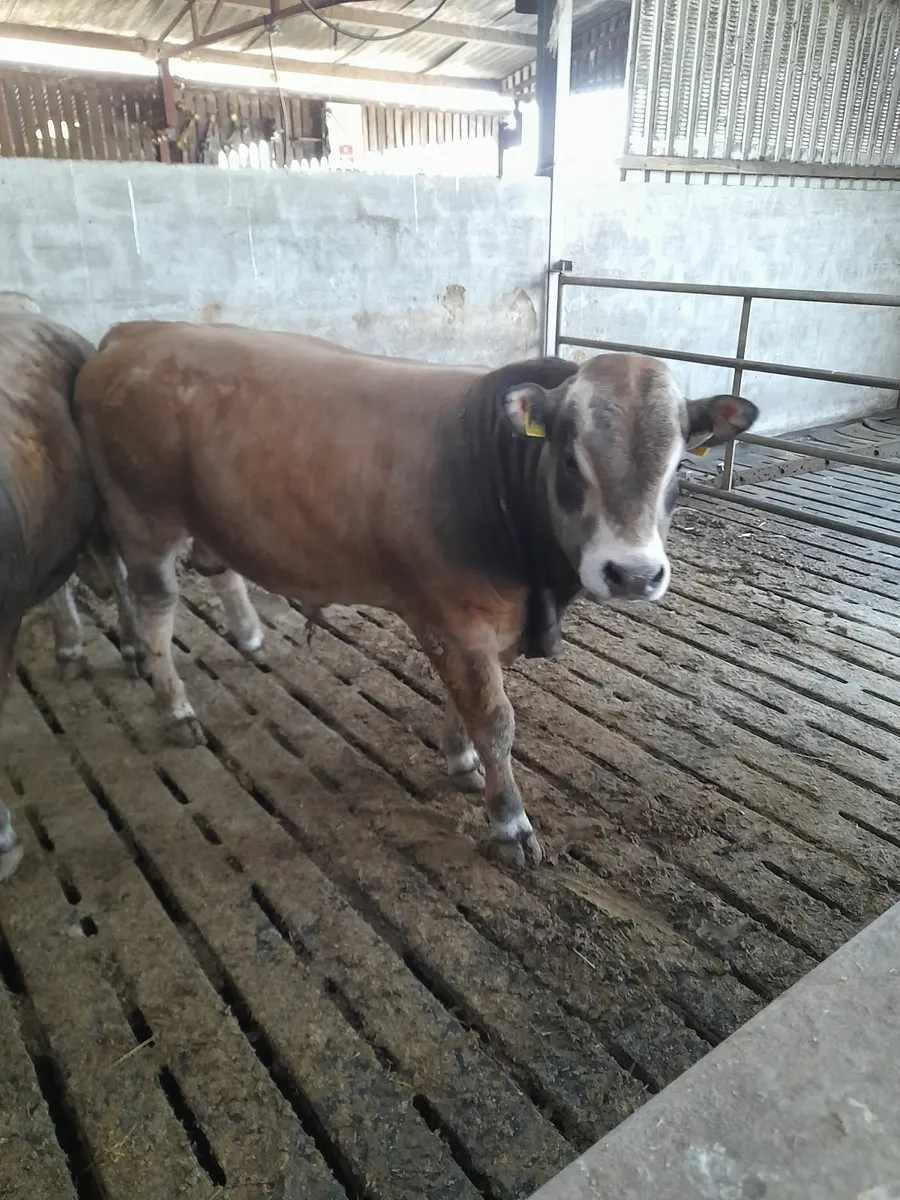 Athenry mart Aubrac bull 15 mths tomorrow - Image 1