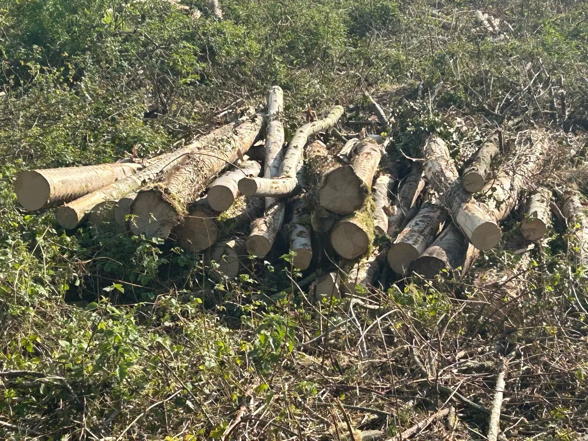 Ash logs and Firewood - Image 1