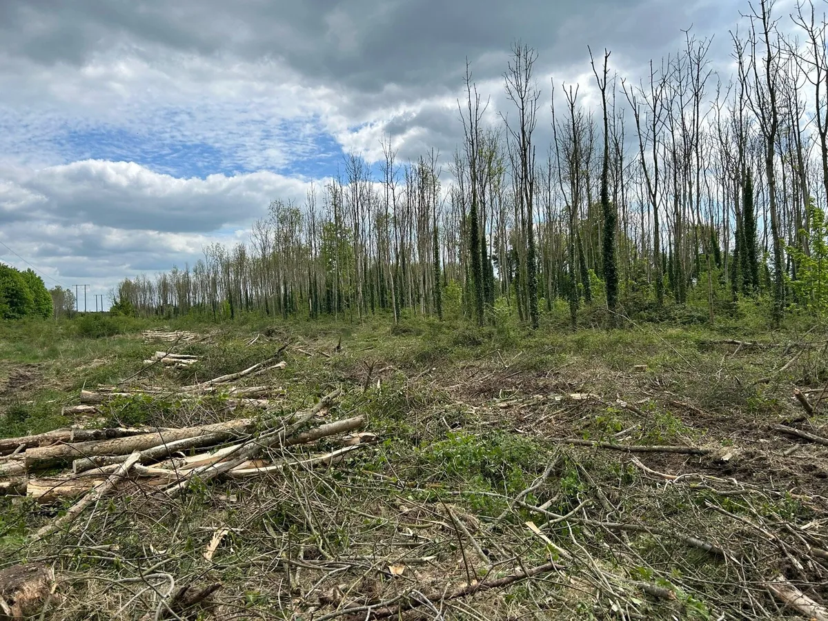 Ash logs and Firewood - Image 2
