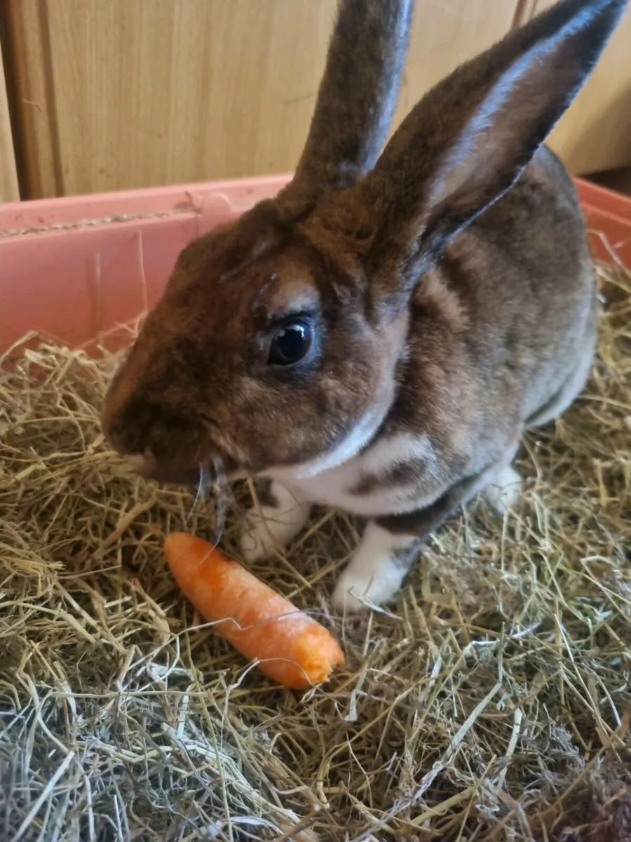 Rabbit (Mini Rex) - with Cage - Image 1