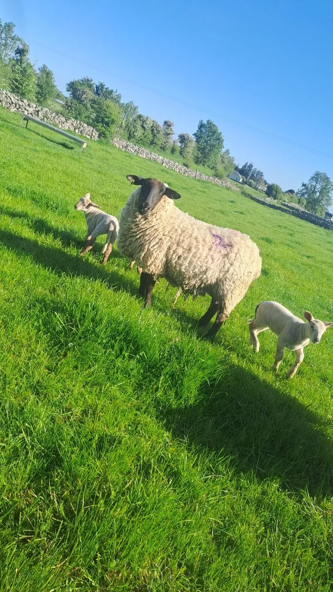 Sheep with lambs at foot - Image 1