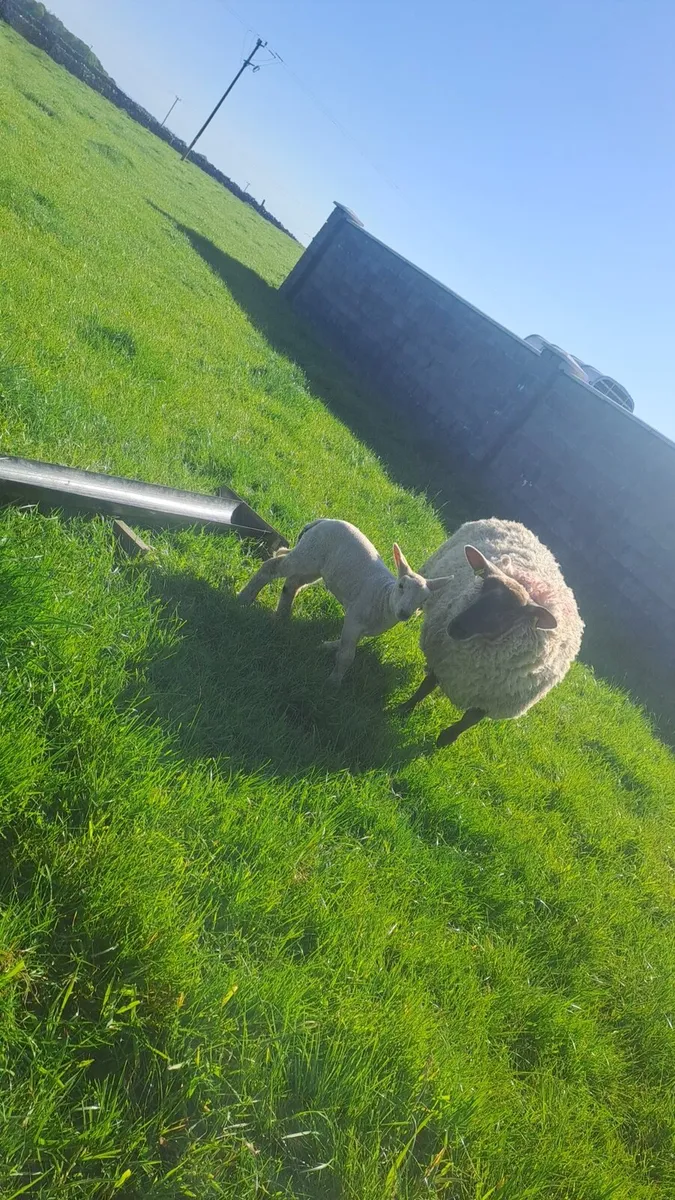 Sheep with lambs at foot - Image 2