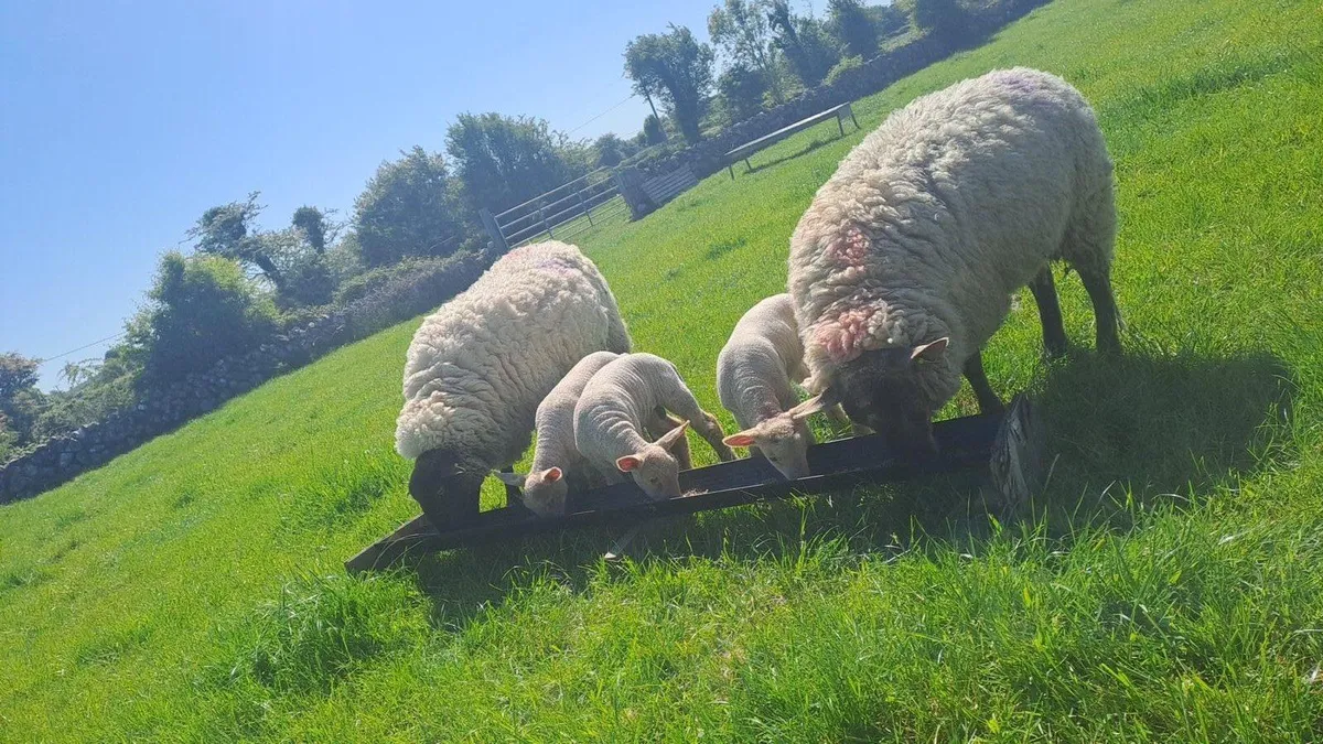 Sheep with lambs at foot - Image 3