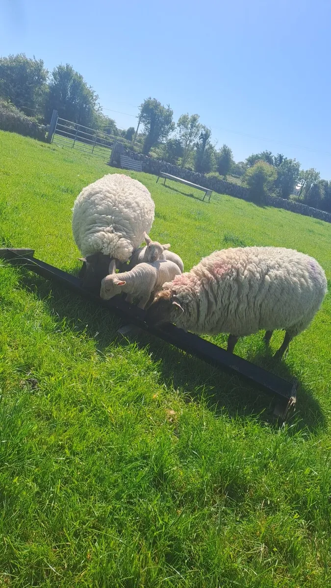 Sheep with lambs at foot - Image 4