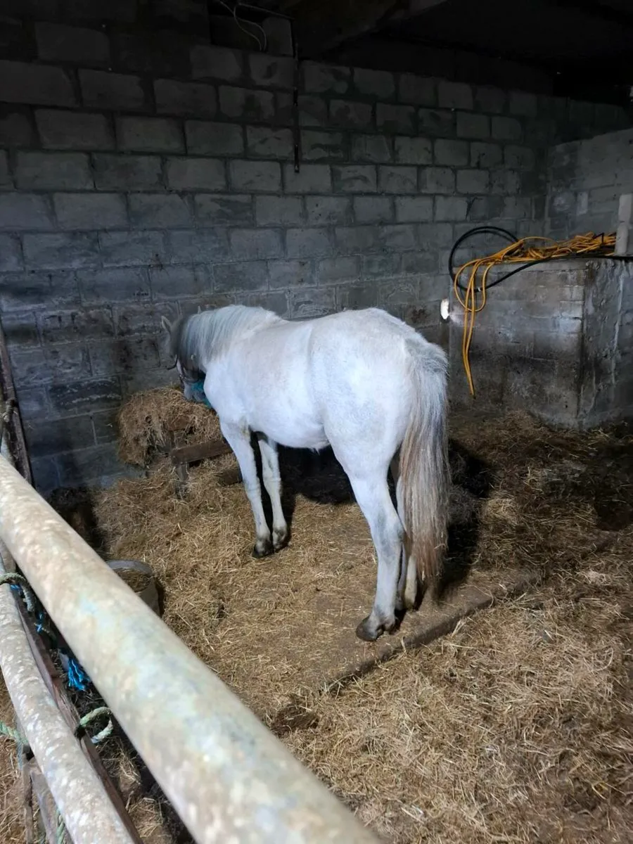 Yearling filly - Image 2