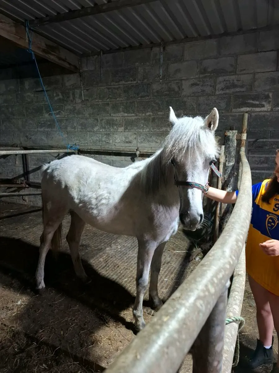 Yearling filly - Image 3