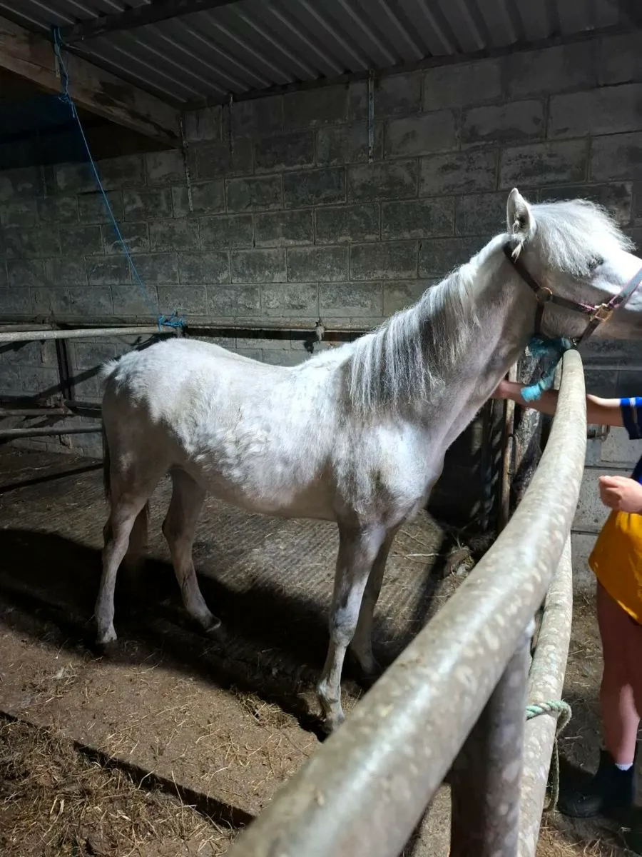 Yearling filly - Image 4