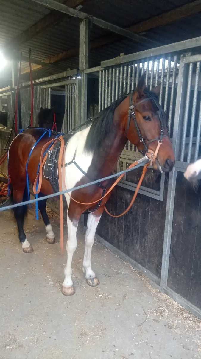 Trotting horse - Image 1