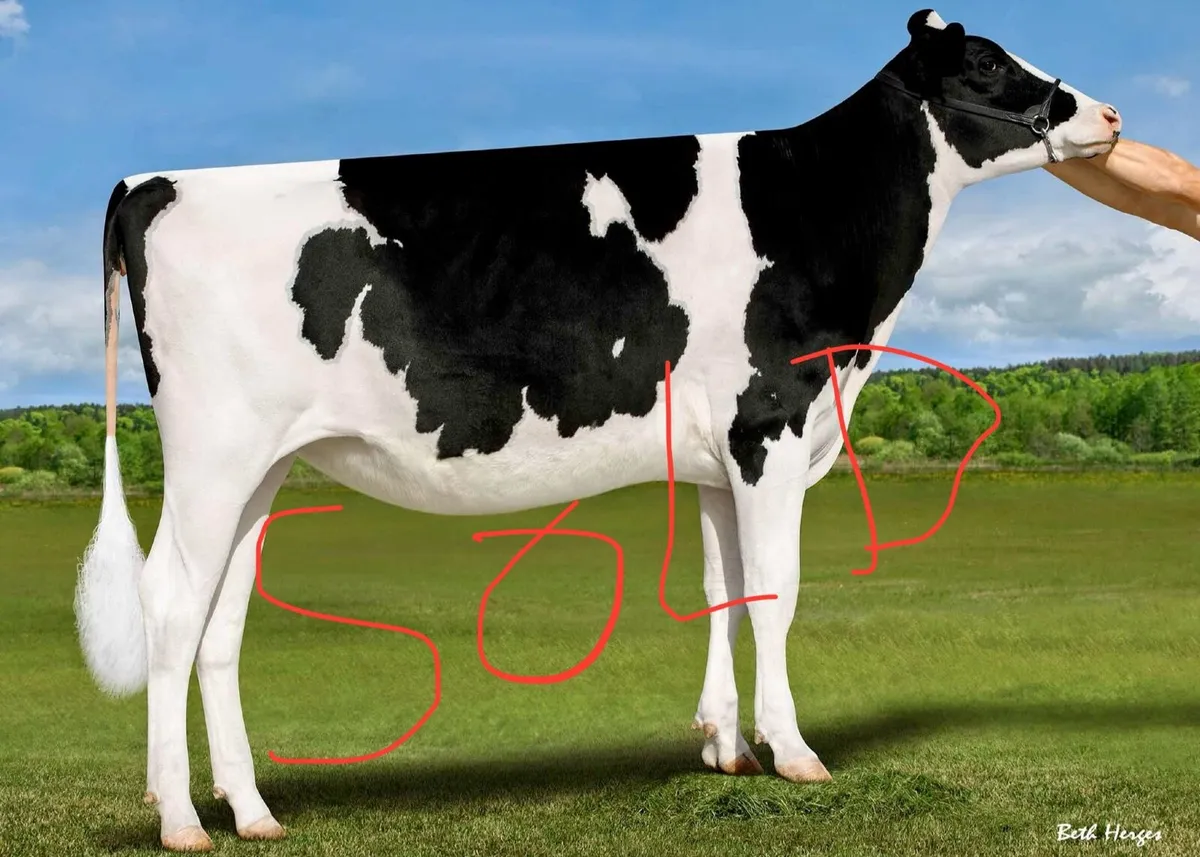 OranBay Holsteins Deep Pedigree Bulls  For Sale- S - Image 1