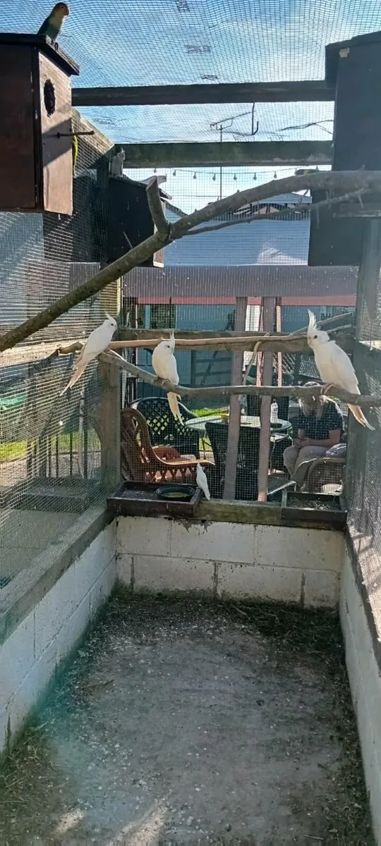 Birds - Image 1