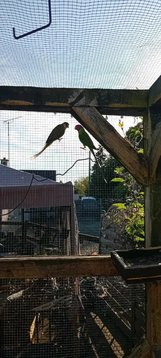 Birds - Image 2