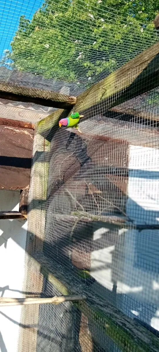Birds - Image 3