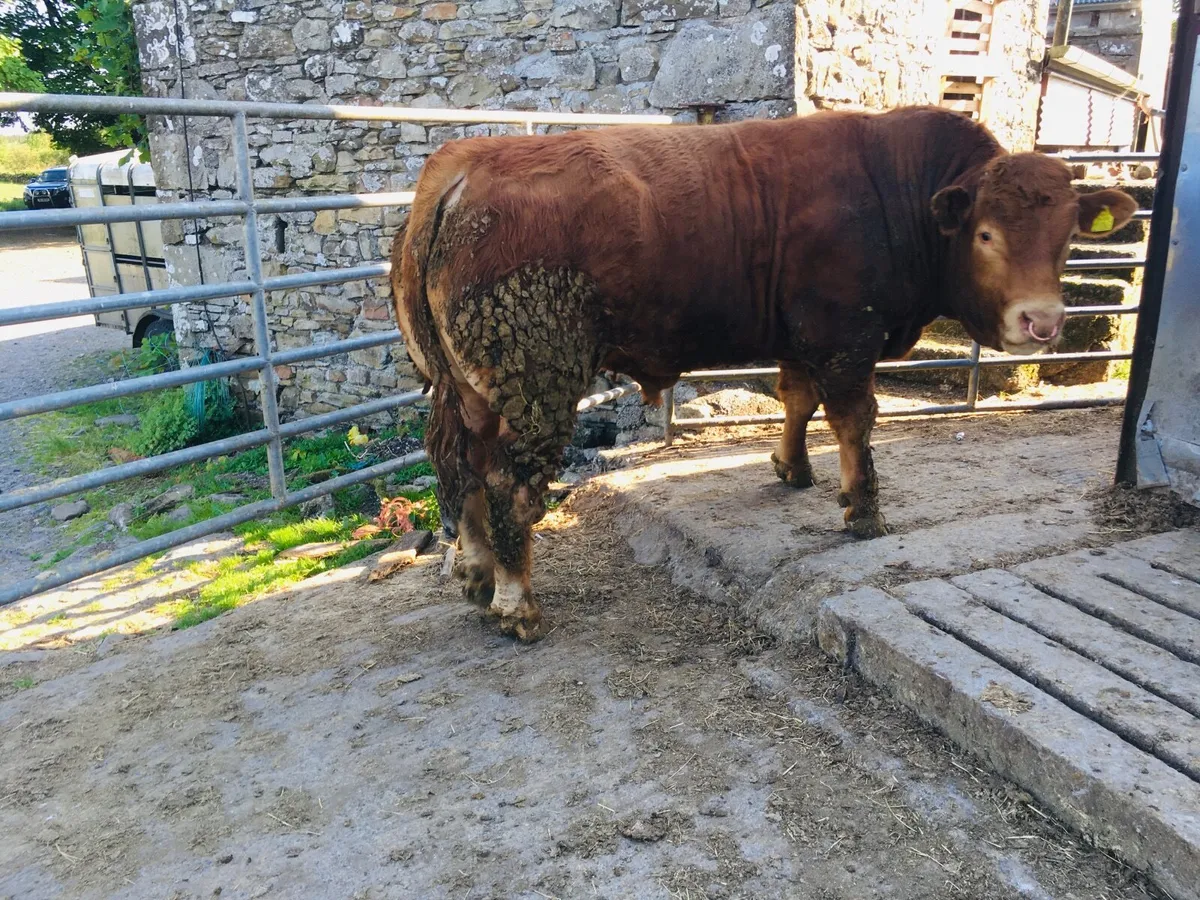 Pedigree registered Limousin bull - Image 2