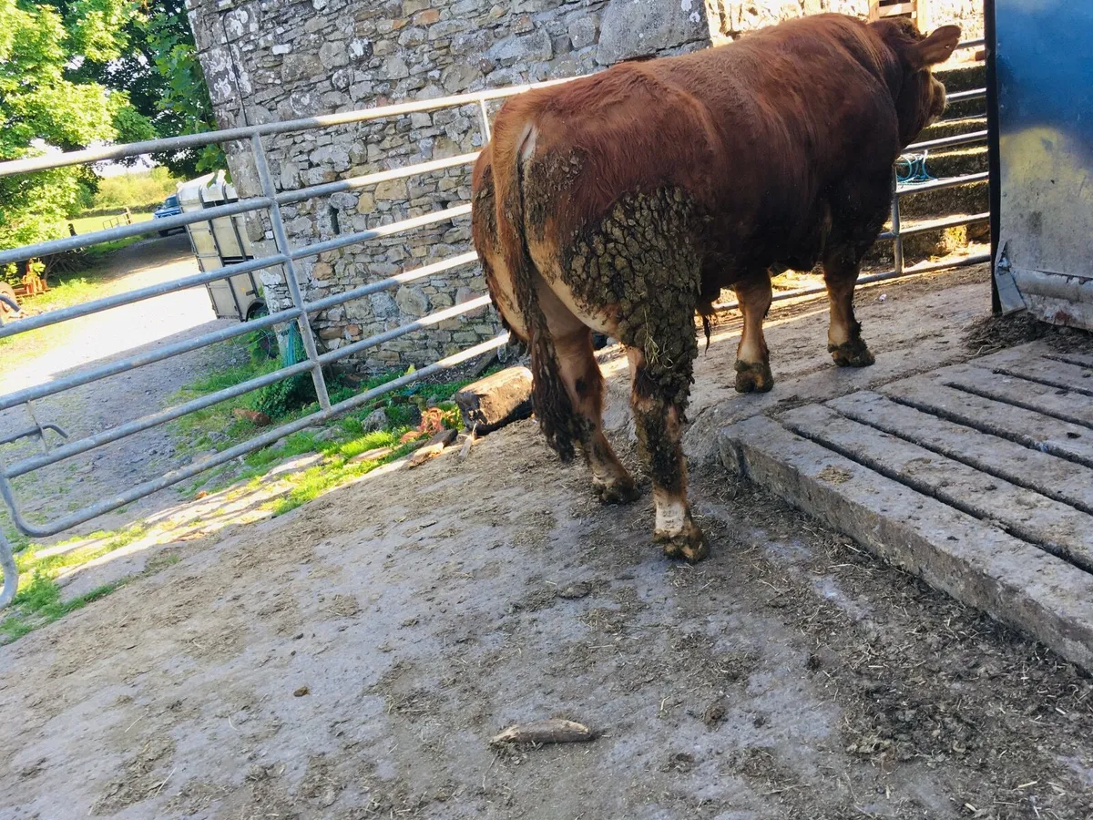 Pedigree registered Limousin bull - Image 1