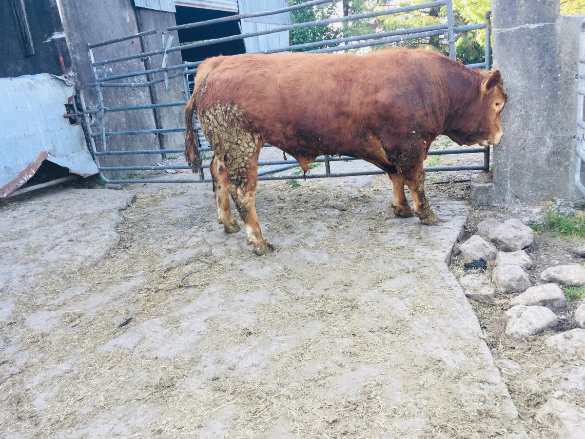 Pedigree registered Limousin bull - Image 3