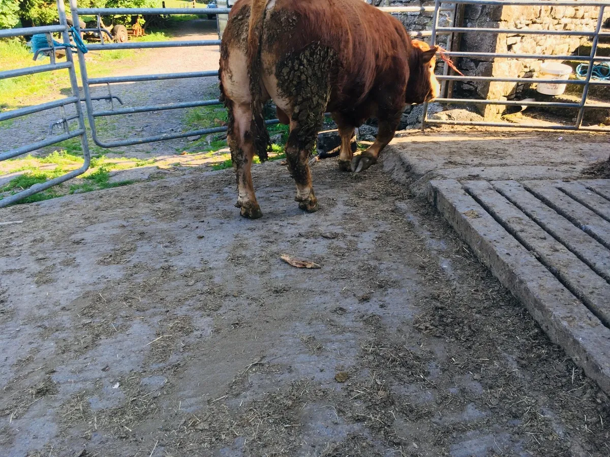 Pedigree registered Limousin bull - Image 4