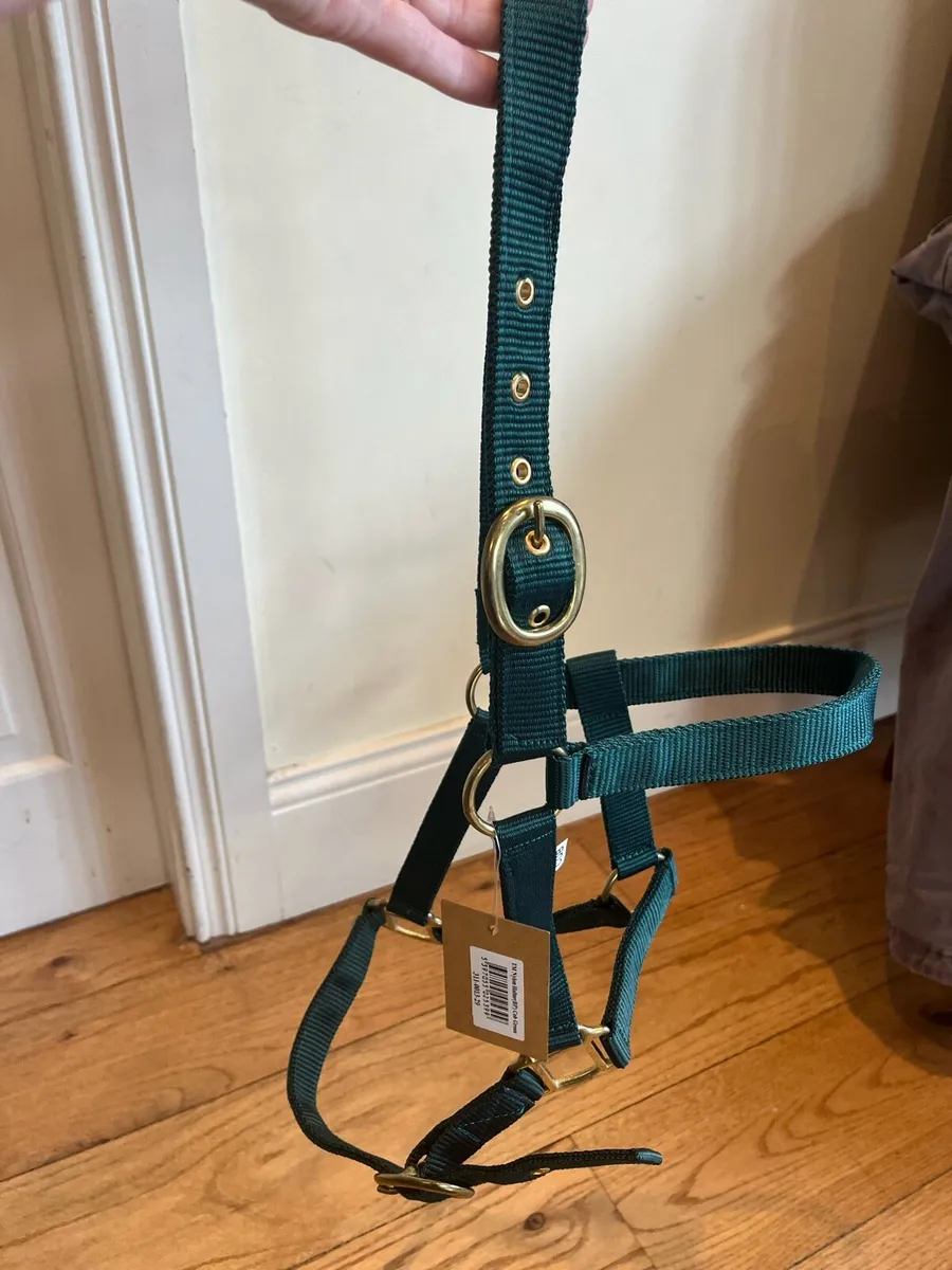 Horse Rug & Halter - Image 4