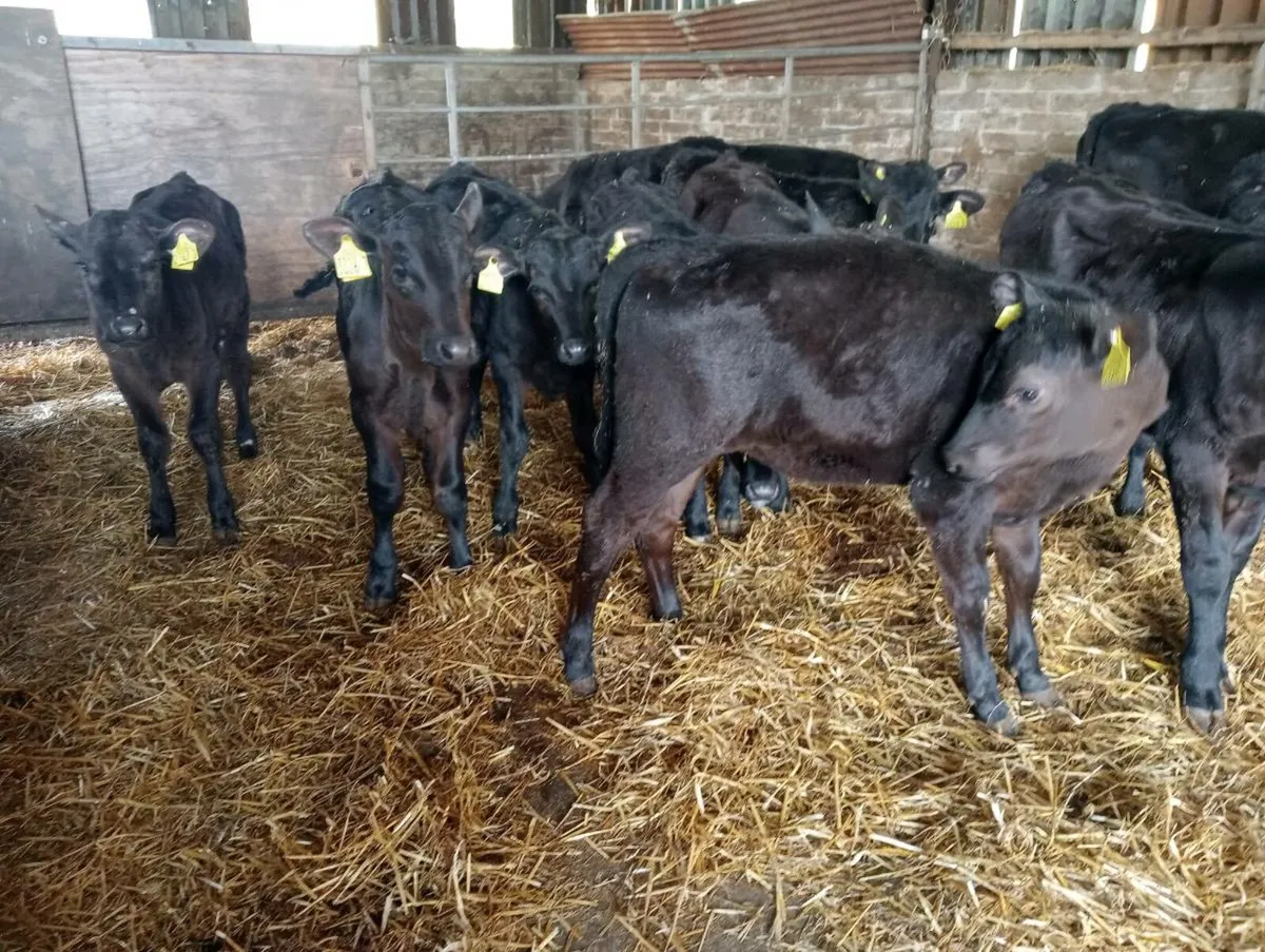 16 AA heifers weaned - Image 2