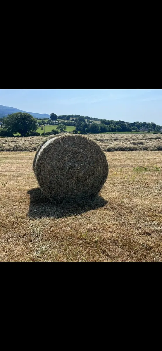 Round bales of hay - Image 2