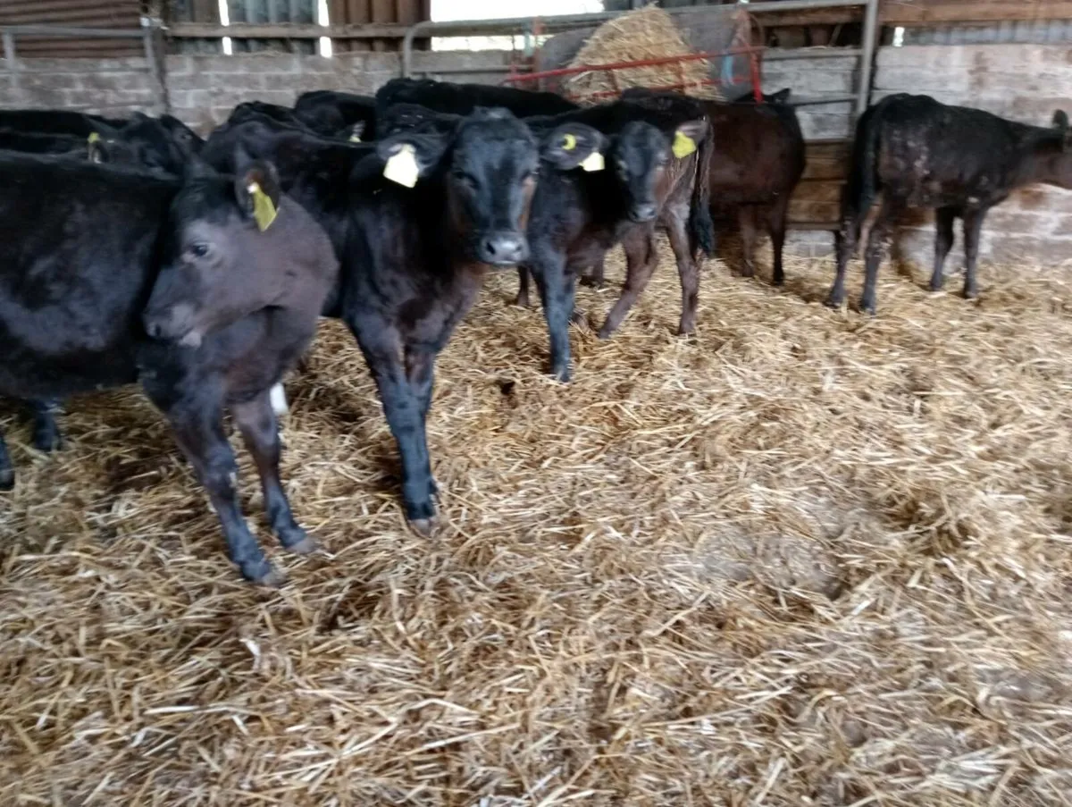 16 AA heifers weaned - Image 3