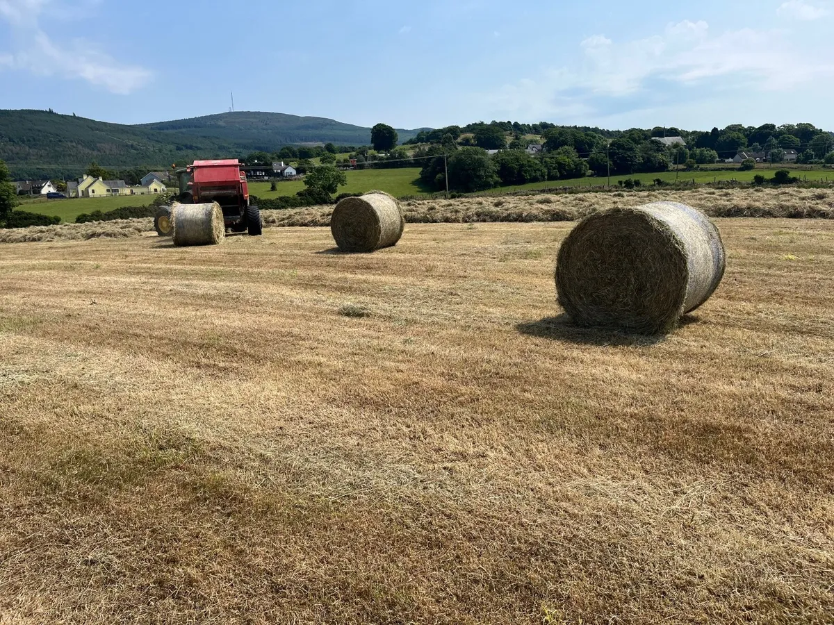 Round bales of hay - Image 1