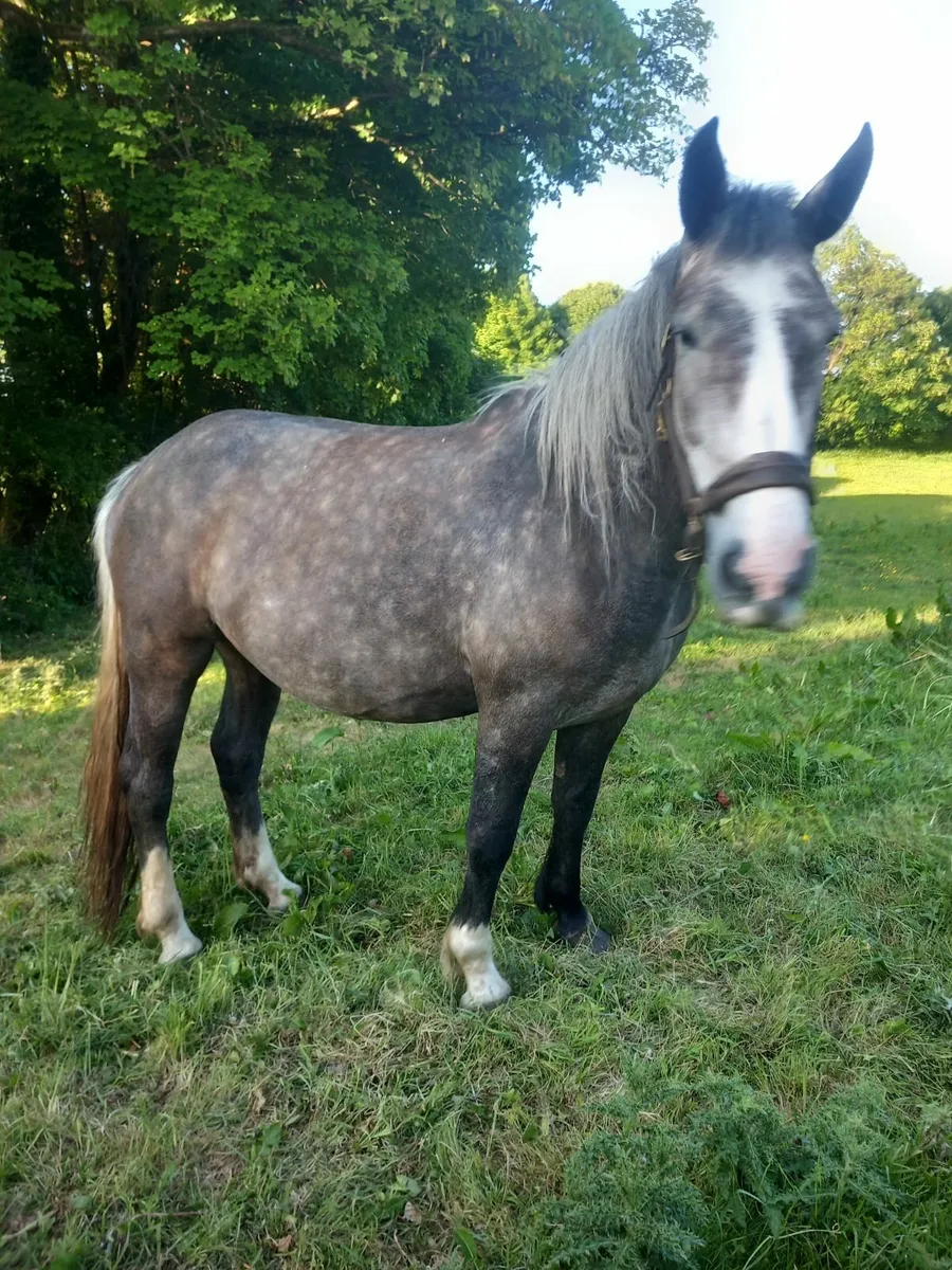 Dew to foal irish  draught  mare - Image 1