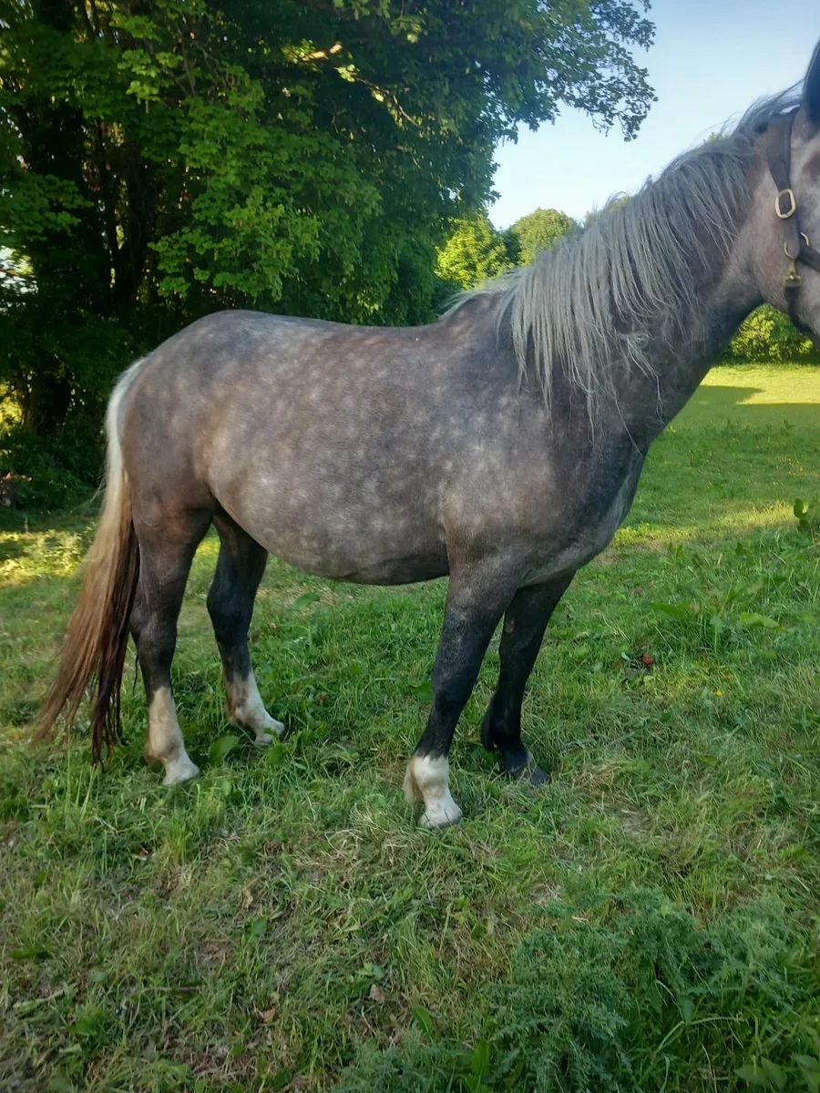 Dew to foal irish  draught  mare - Image 2