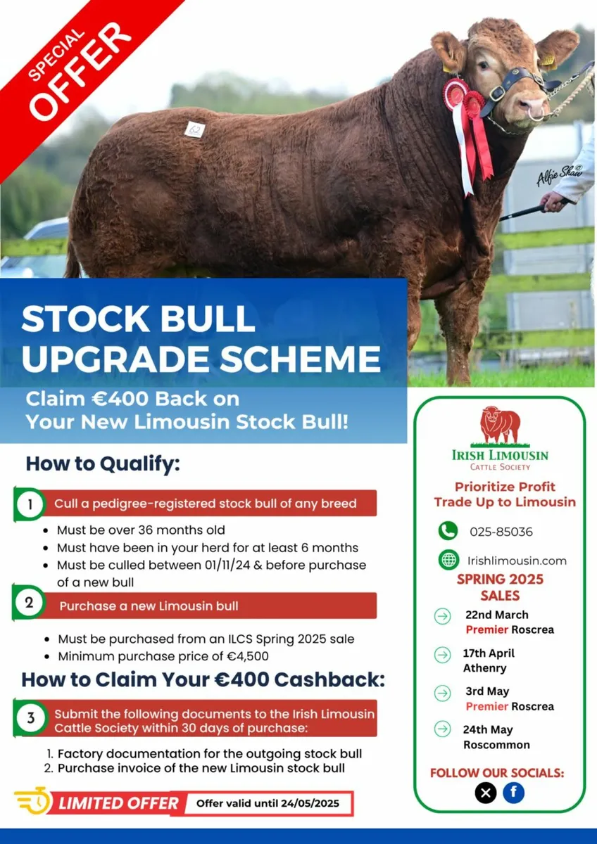 Pedigree Limousin Bull Sale, Roscommon Sat May 24 - Image 2