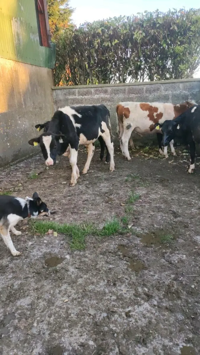 5 bullocks - Image 1