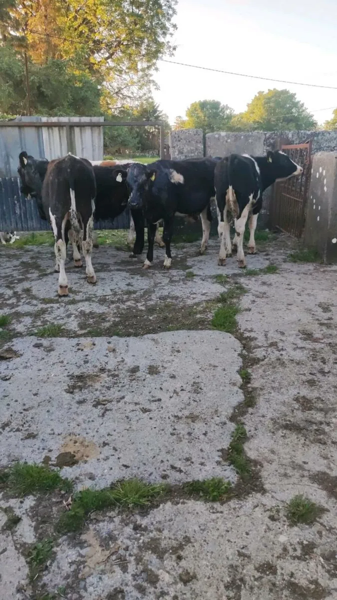 5 bullocks - Image 2