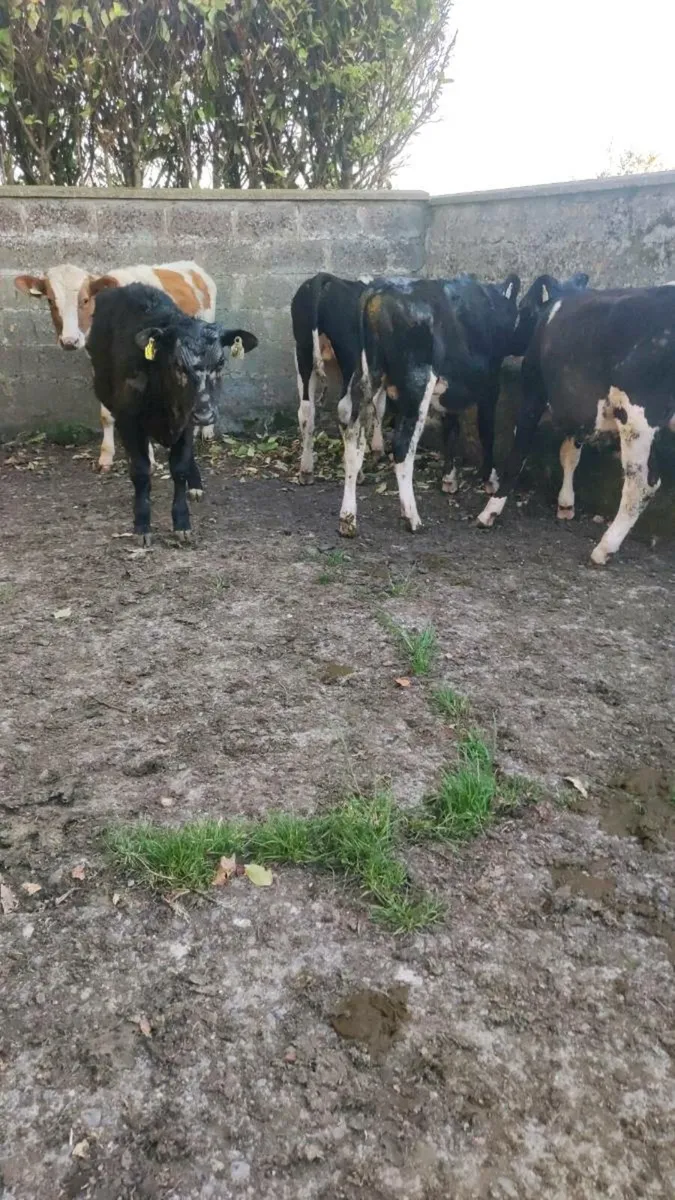 5 bullocks - Image 3