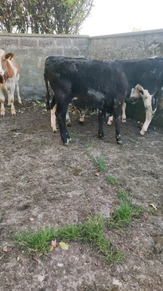 5 bullocks - Image 4