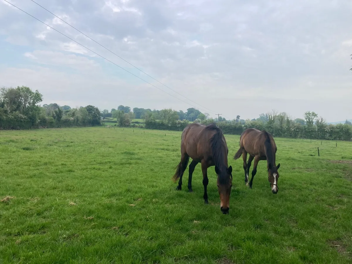 Grass livery