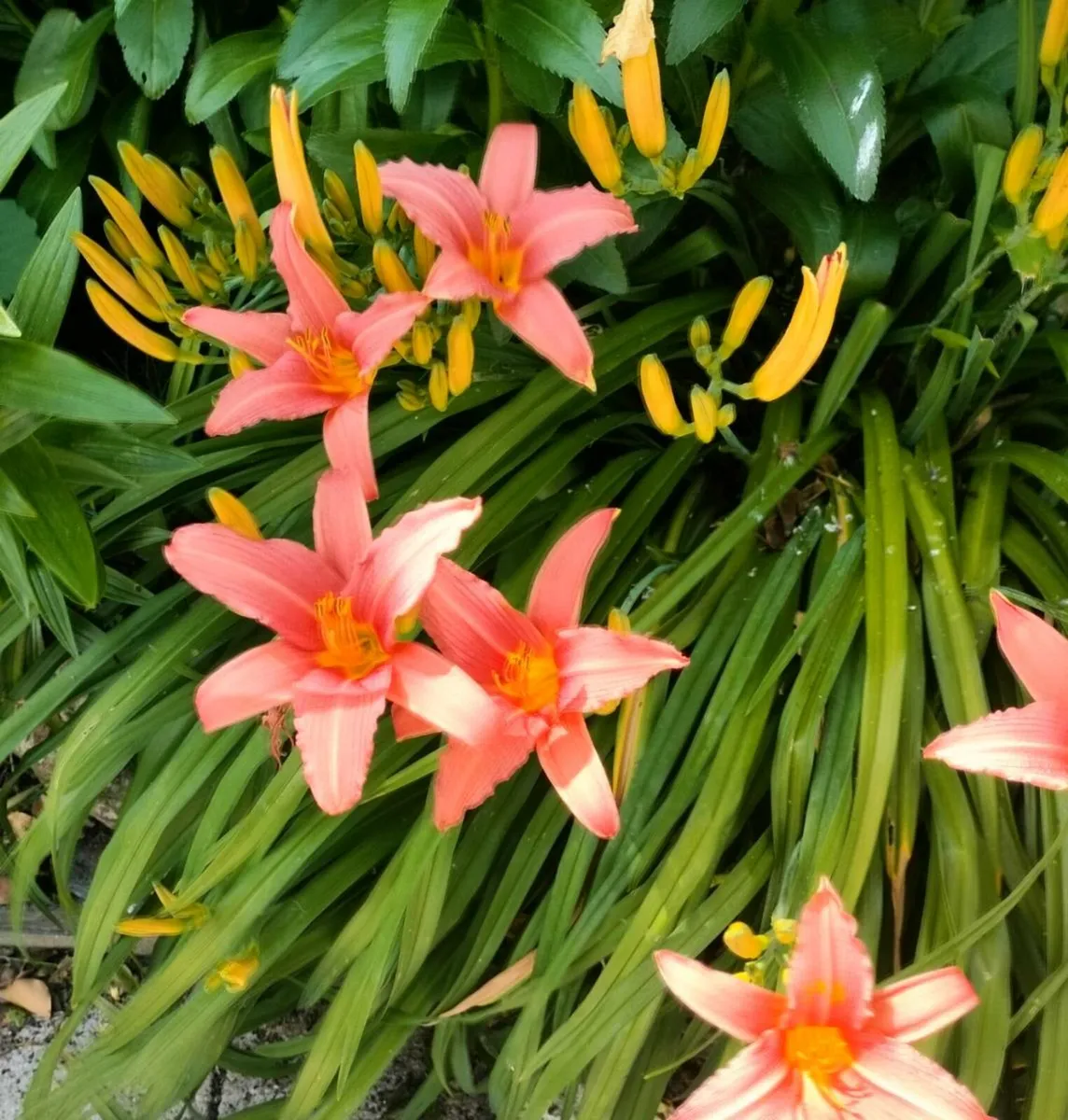 Day lily's. Daylilies, also known as hemerocallis, - Image 3