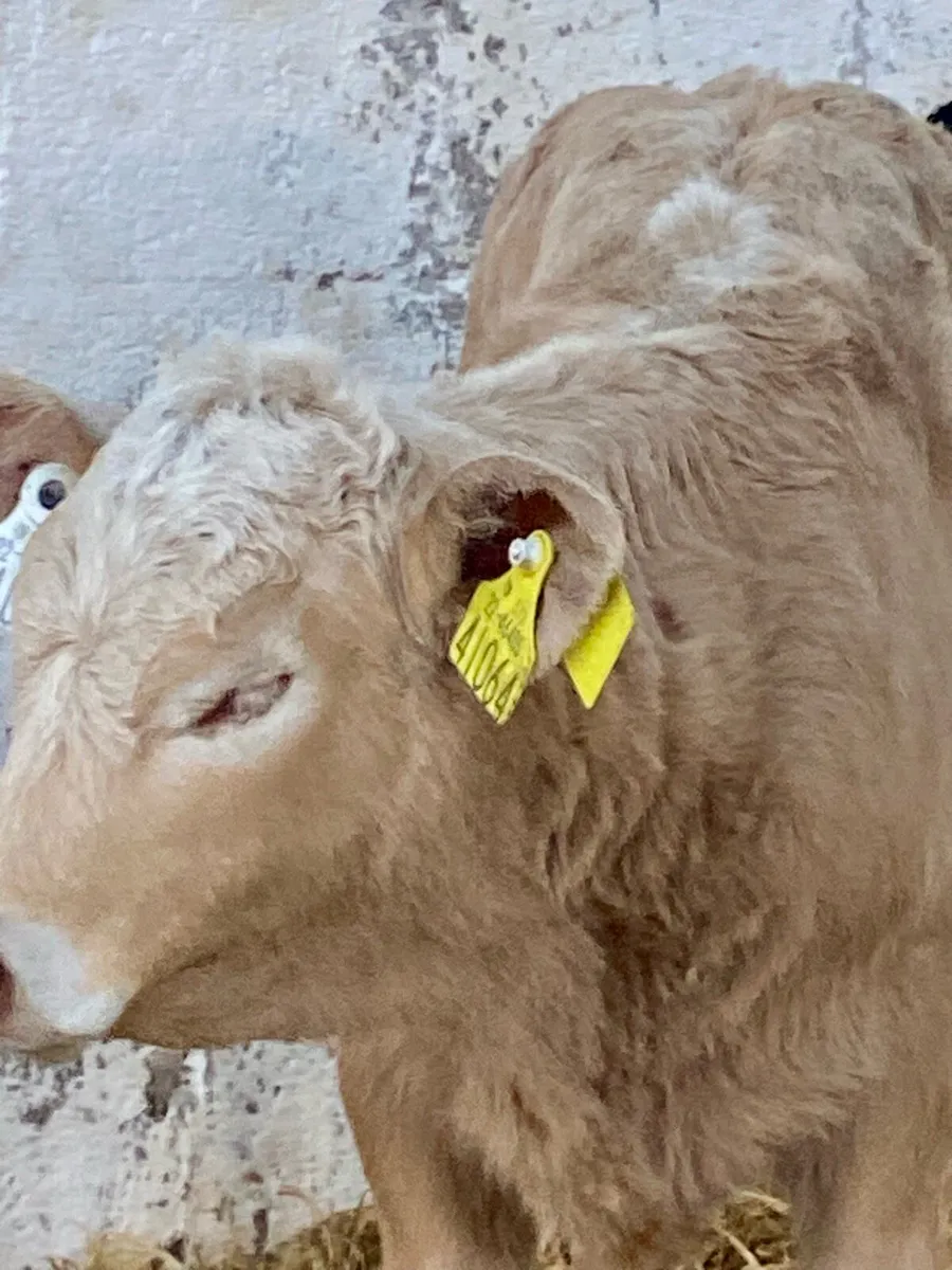 5 TOP QUALITY AI BRED CONTINENTAL CALVES - Image 4
