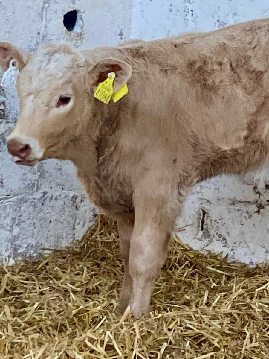 5 TOP QUALITY AI BRED CONTINENTAL CALVES - Image 1