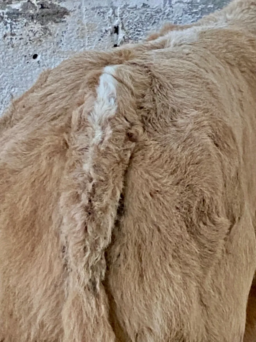 5 TOP QUALITY AI BRED CONTINENTAL CALVES - Image 2