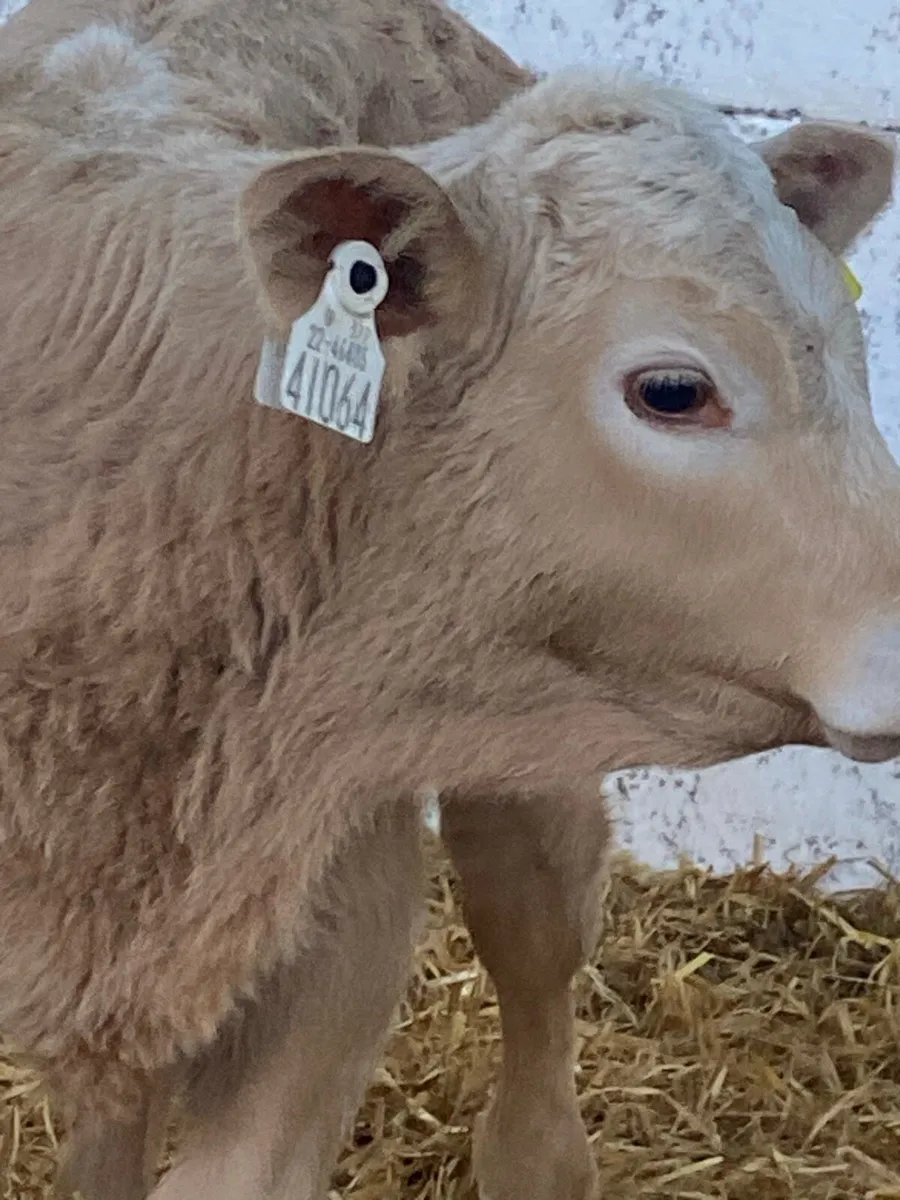 5 TOP QUALITY AI BRED CONTINENTAL CALVES - Image 3