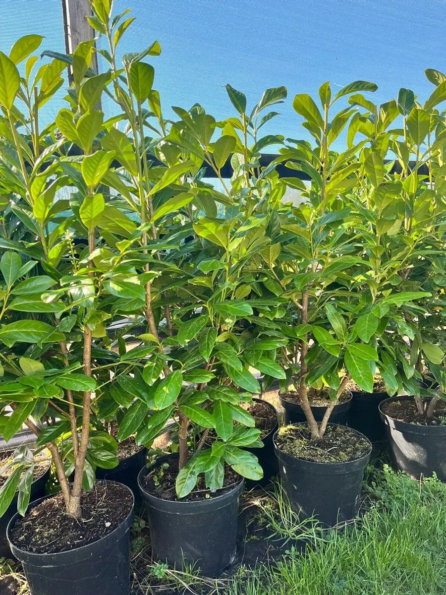 Instant screening hedge ! €199 per metre - Image 2
