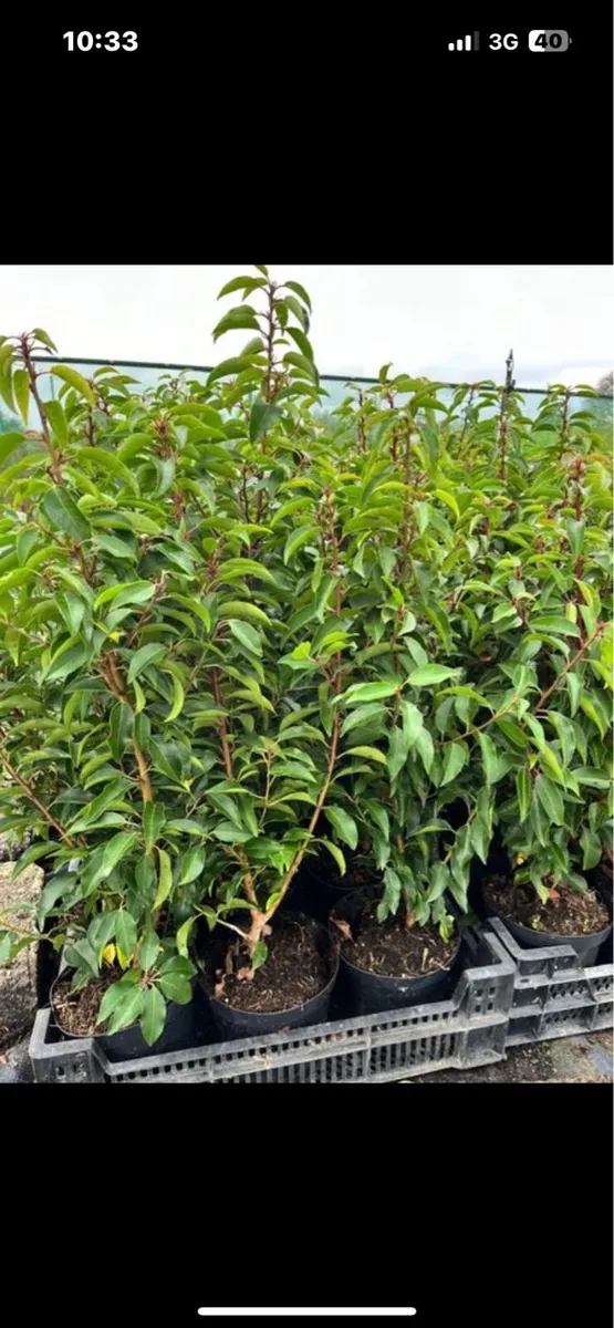 Instant screening hedge ! €199 per metre - Image 3