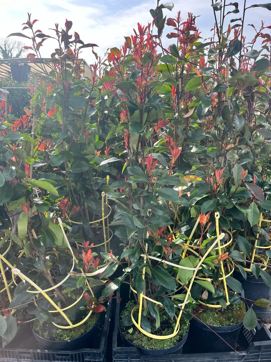 Instant screening hedge ! €199 per metre - Image 4