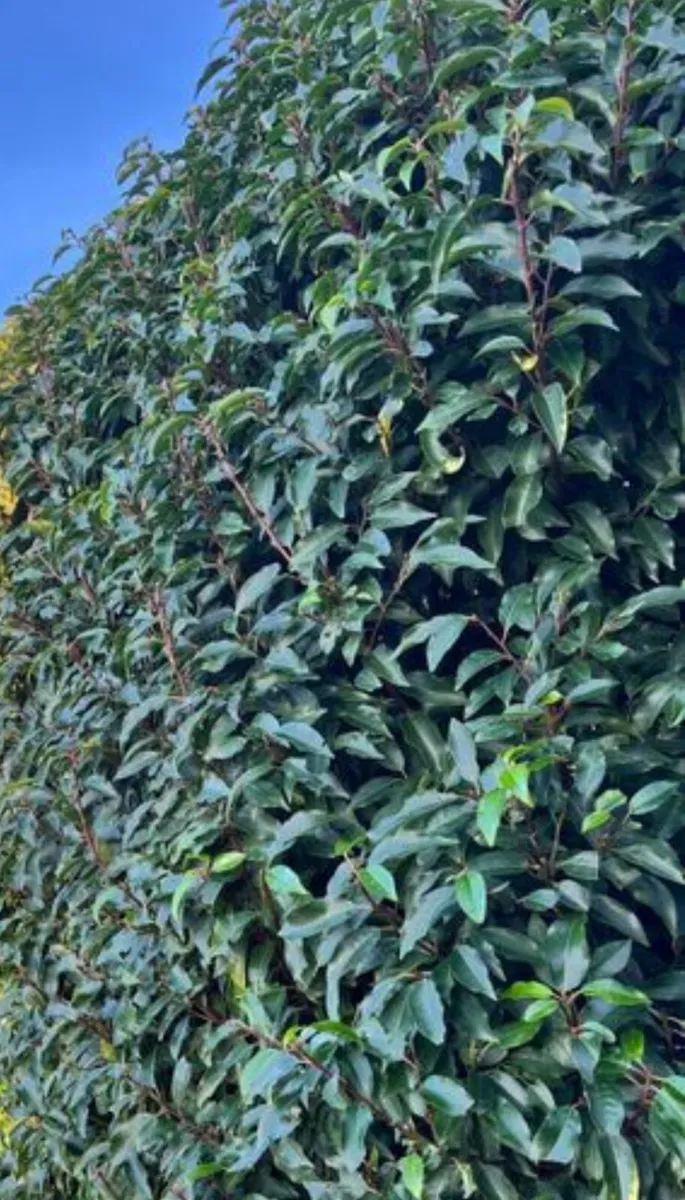 Instant screening hedge ! €199 per metre - Image 1