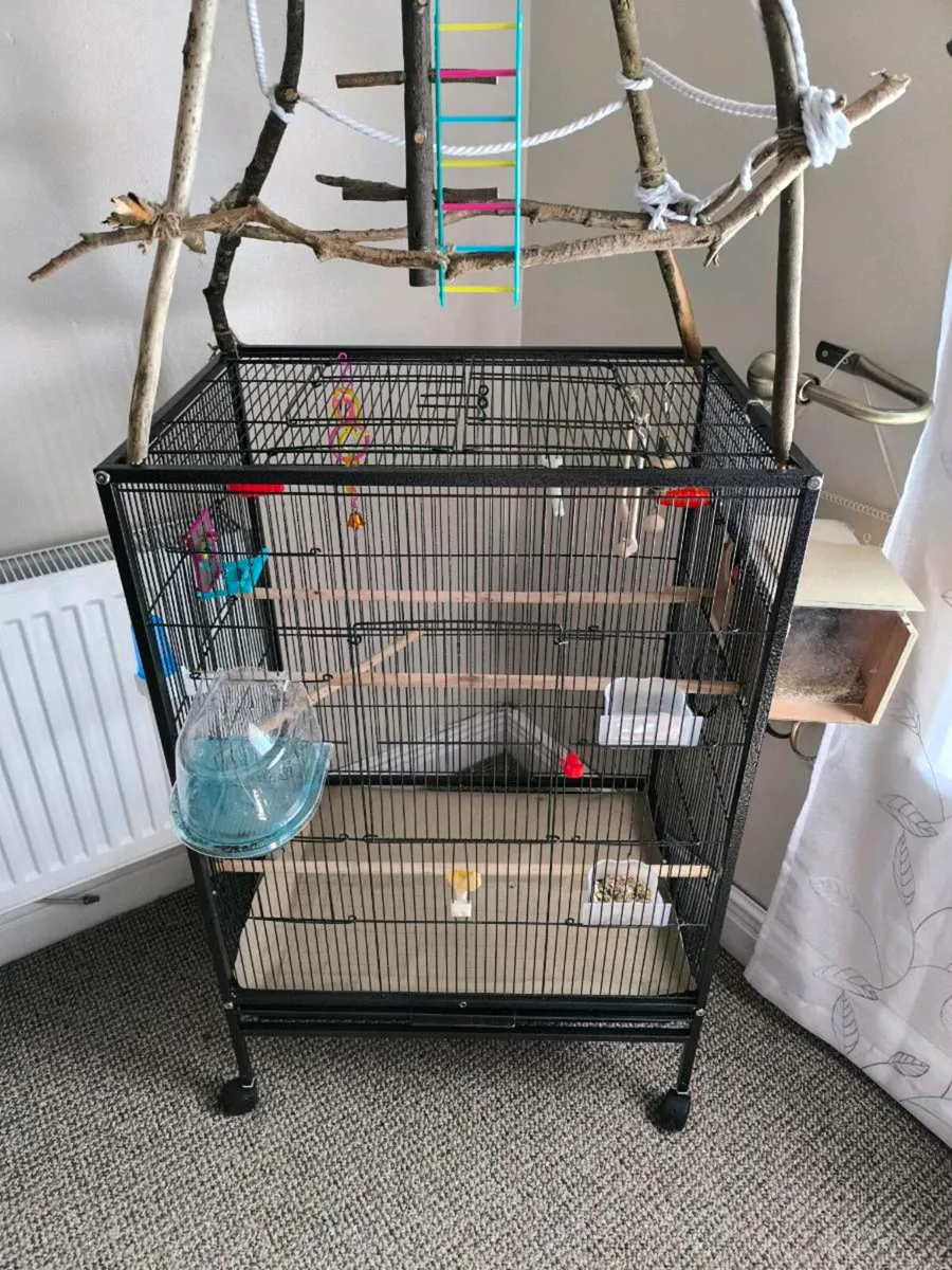 Baby love birds ( parrots ) - Image 2