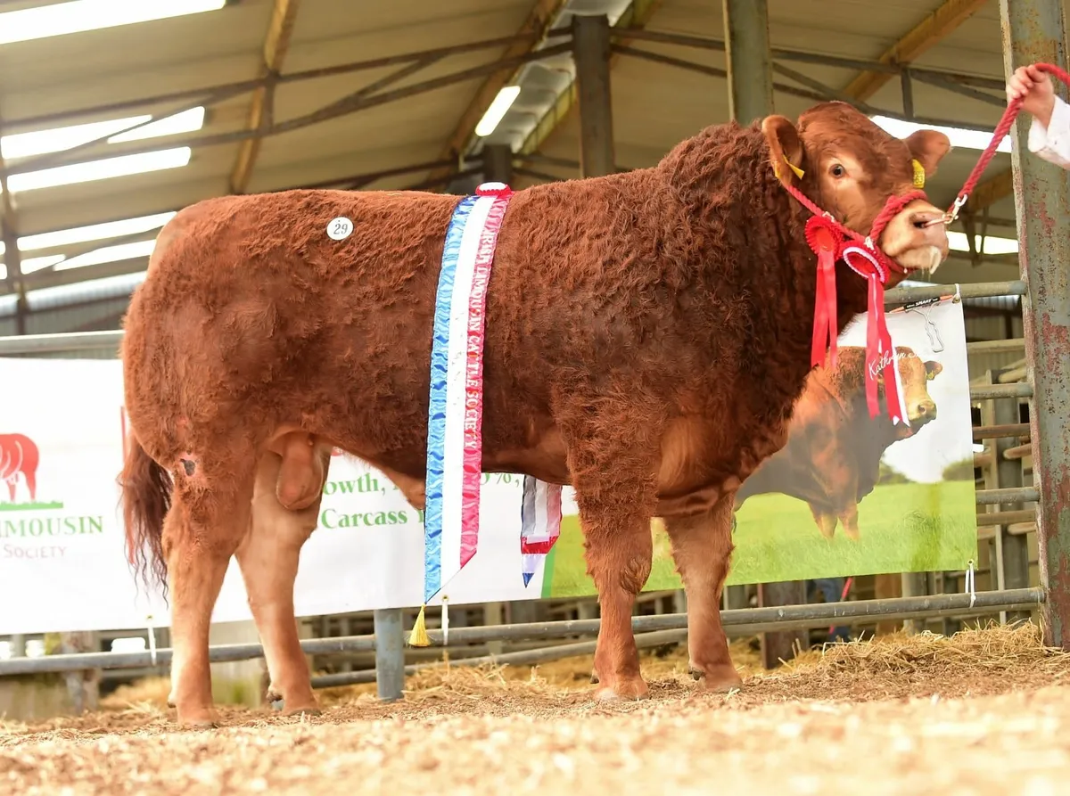 Pedigree Limousin Bull Sale, Roscommon Sat May 24 - Image 3