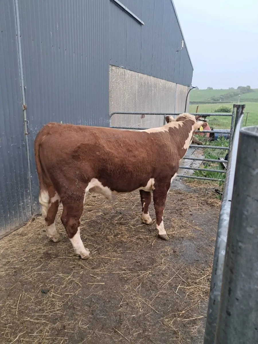Hereford bull - Image 2