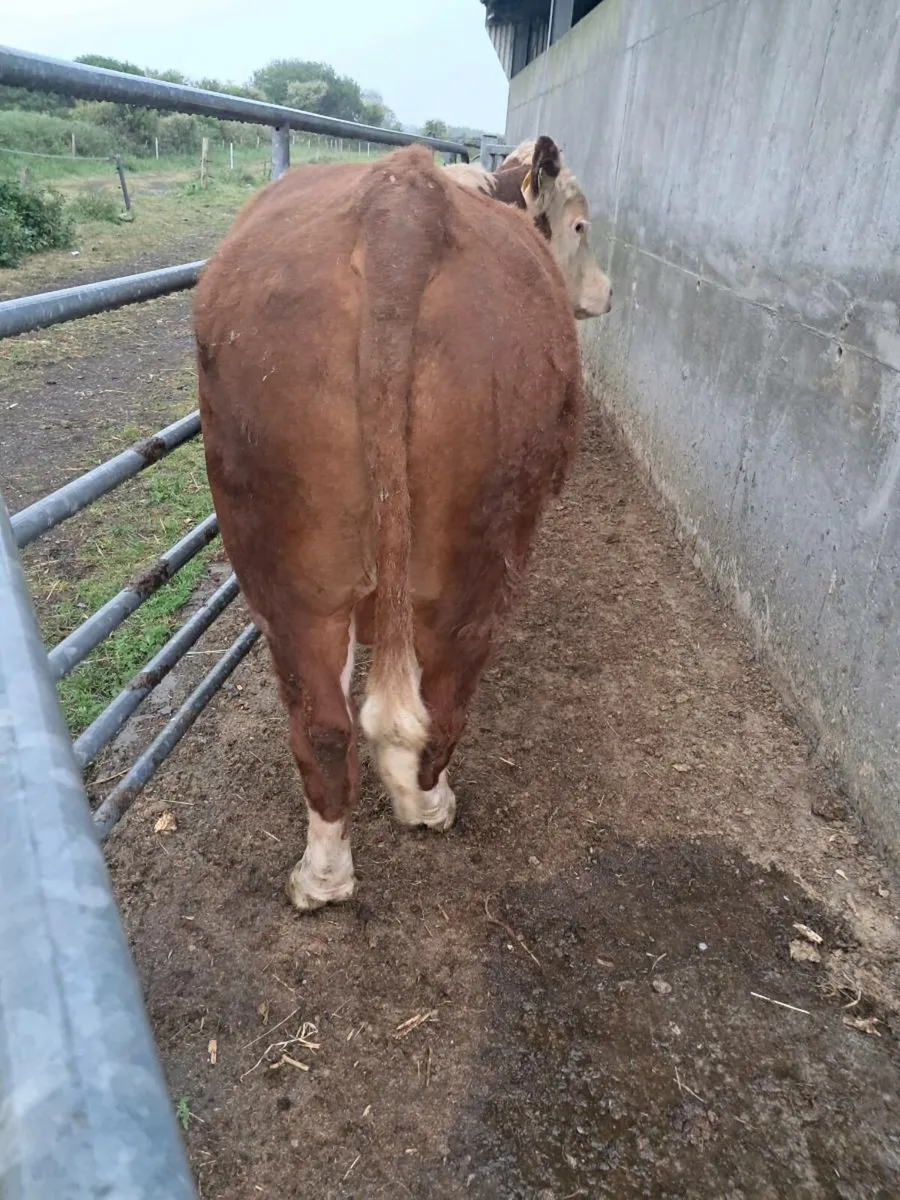 Hereford bull - Image 3