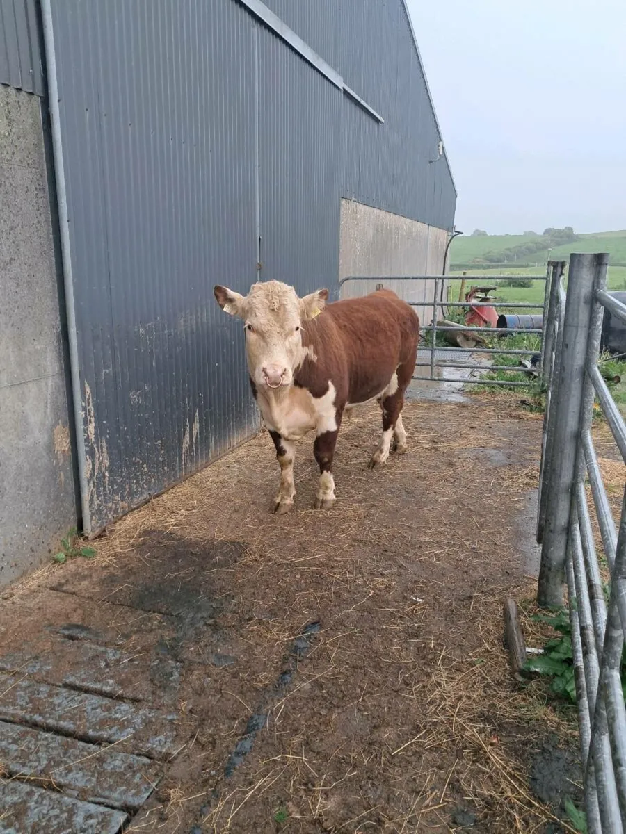 Hereford bull - Image 1