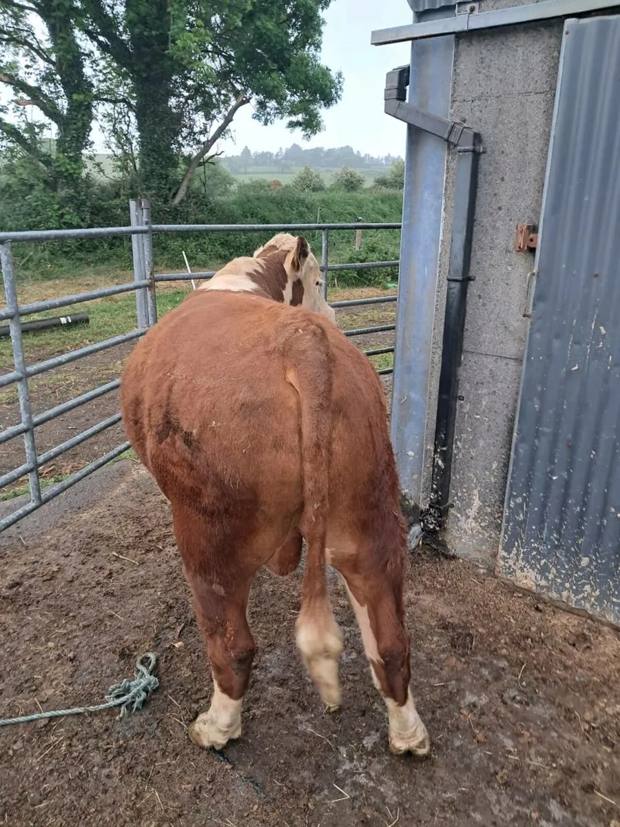 Hereford bull - Image 4